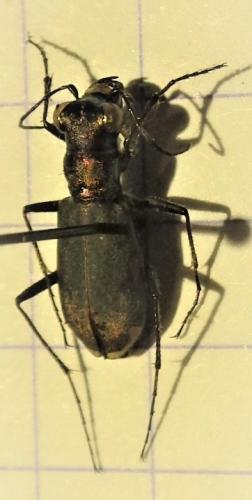 Réf. 277 417 : Cylindera germanica